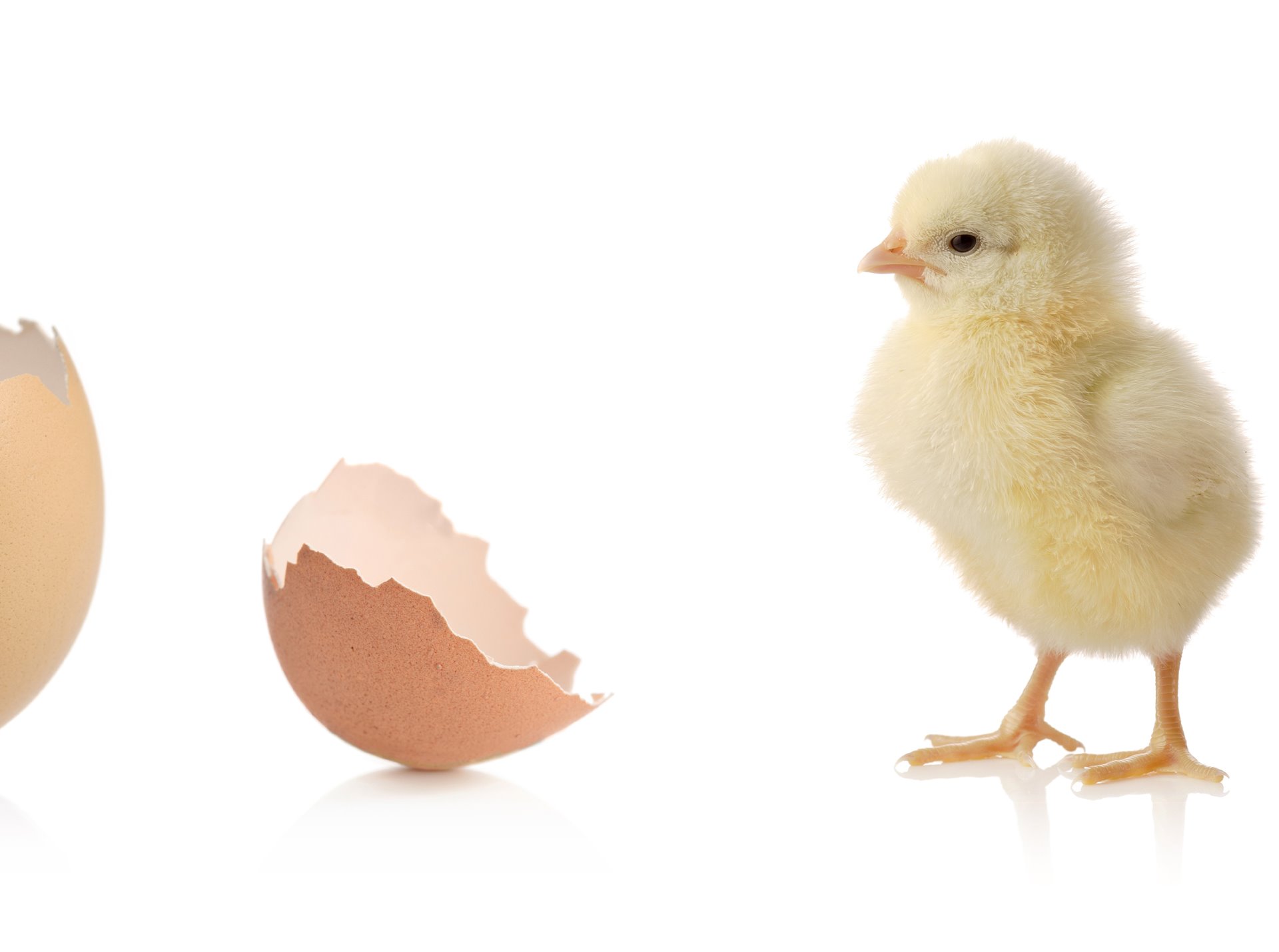 F&B Sound Bites: Ep 19 - Is CellAg the food equivalent of the smart phone? 