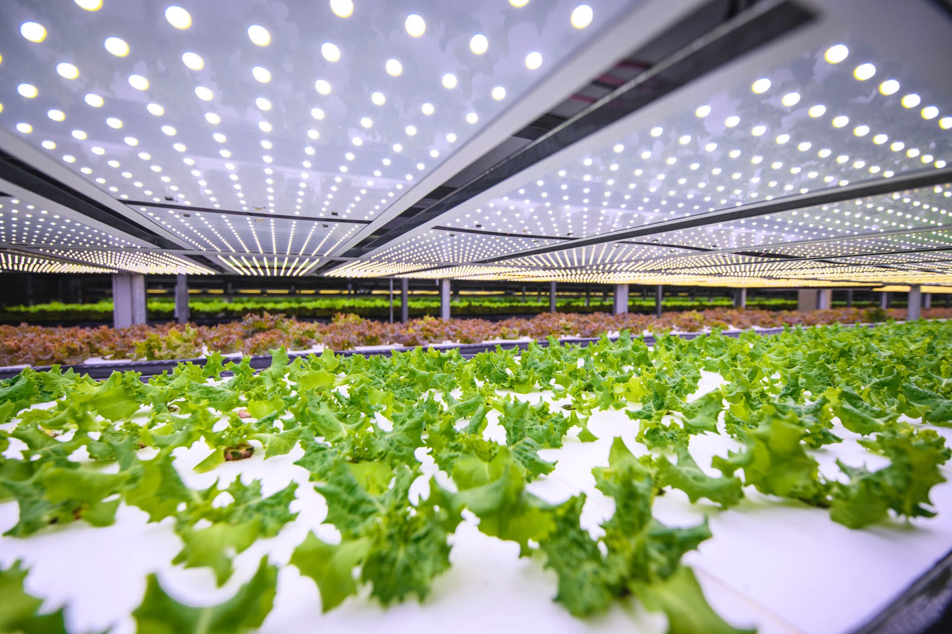 The Promise of Indoor Farming: Part 1 - What is Indoor Farming?