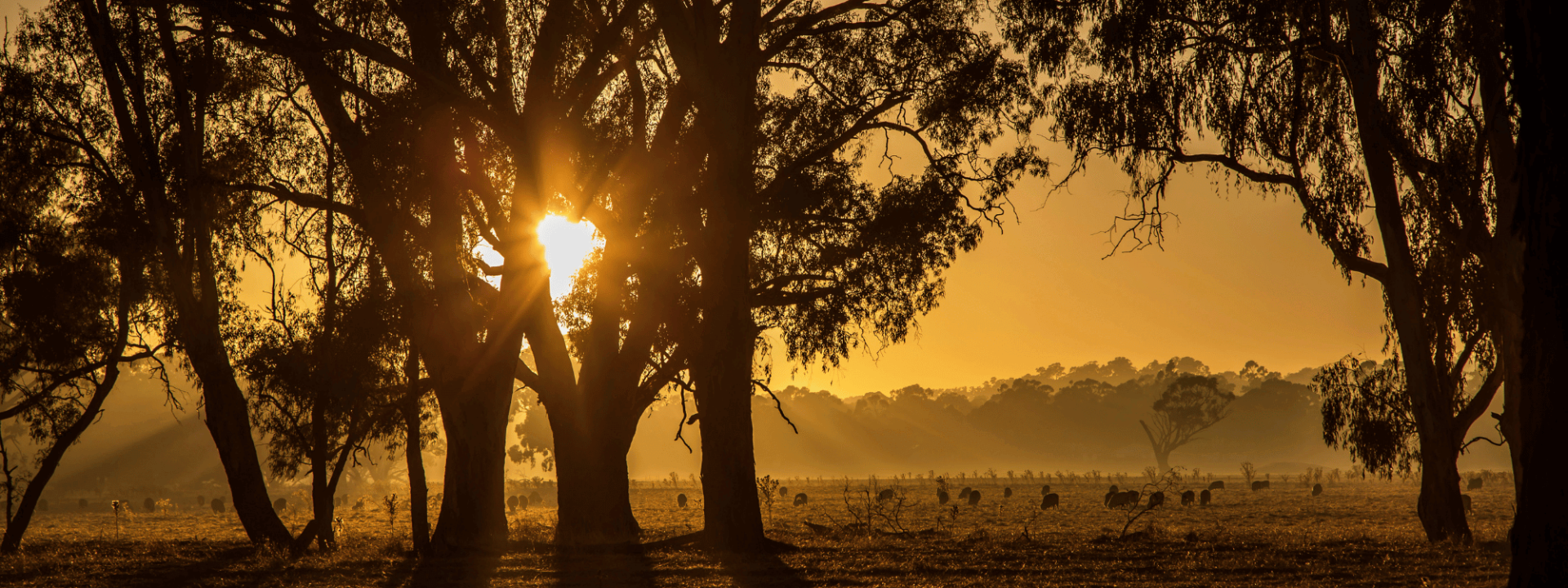 Strategies and supply chain statements