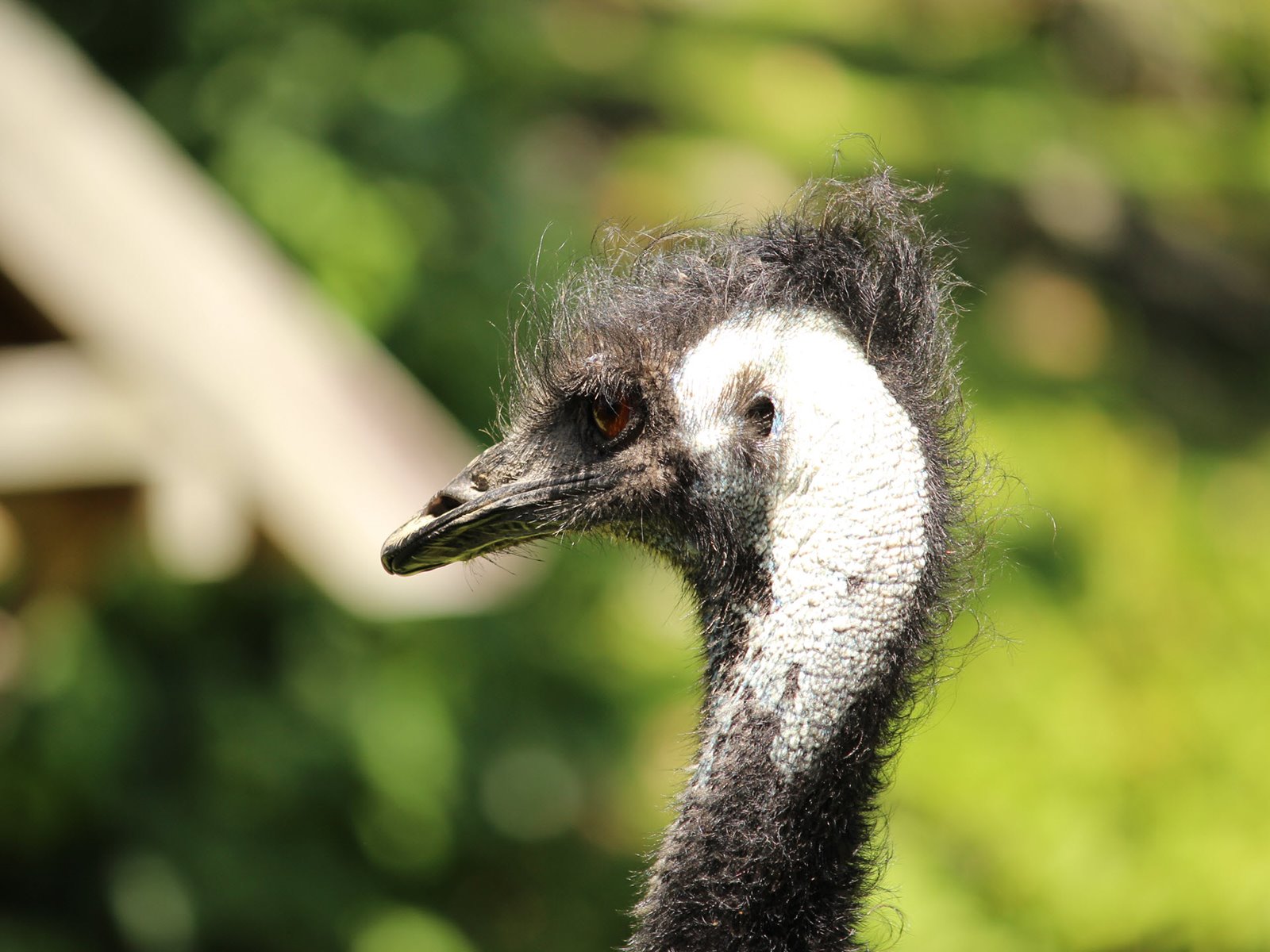 Auckland Zoo Masterplan Redevelopment