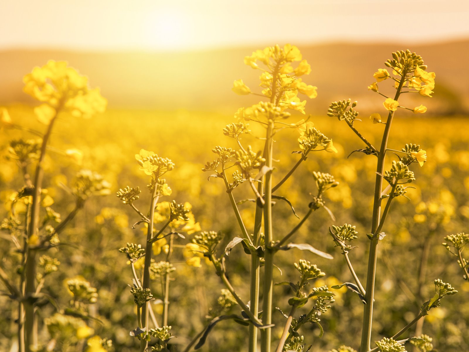 GrainCorp Oilseeds Site Consolidation
