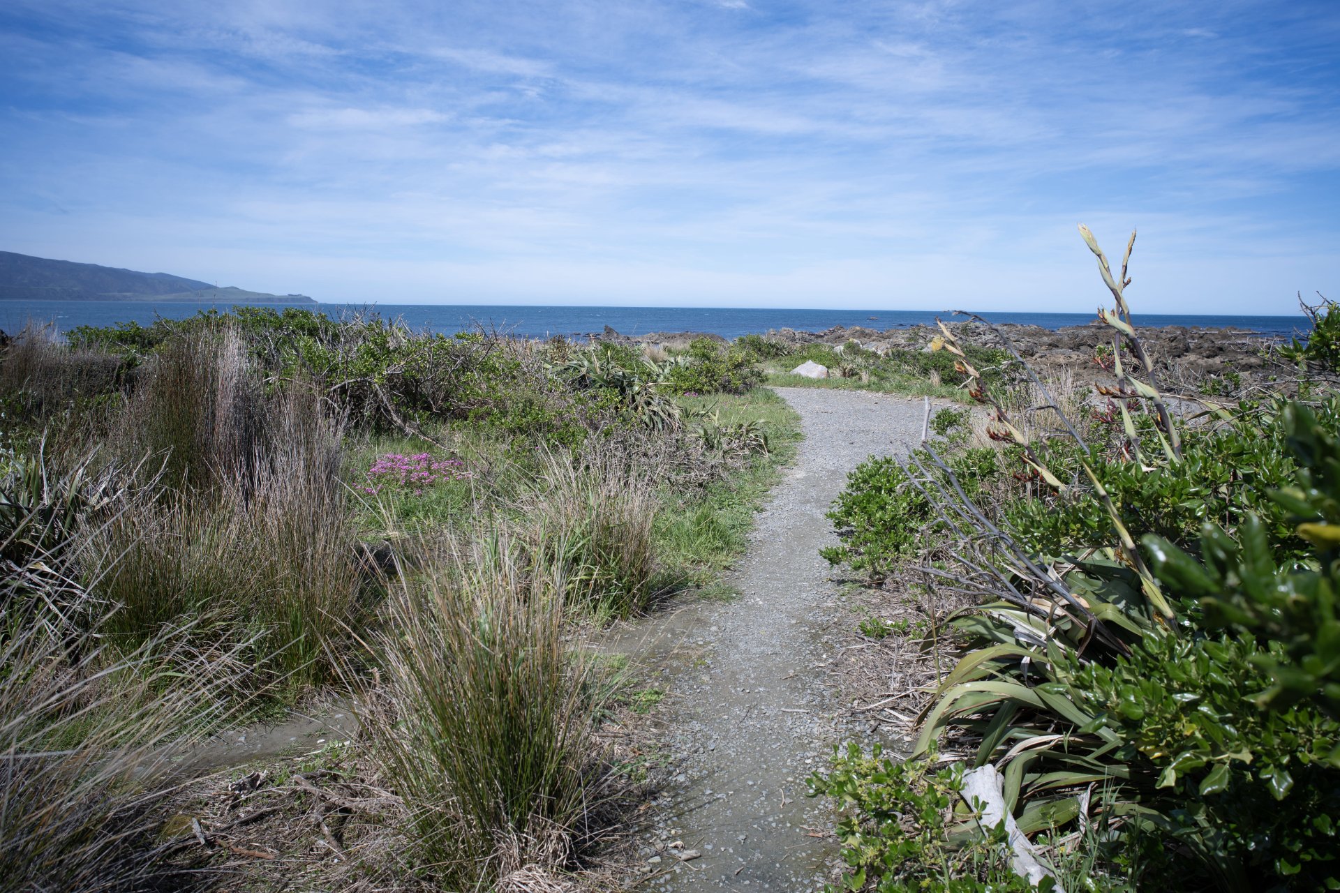Te Raekaihau Point: restoring an area of natural beauty